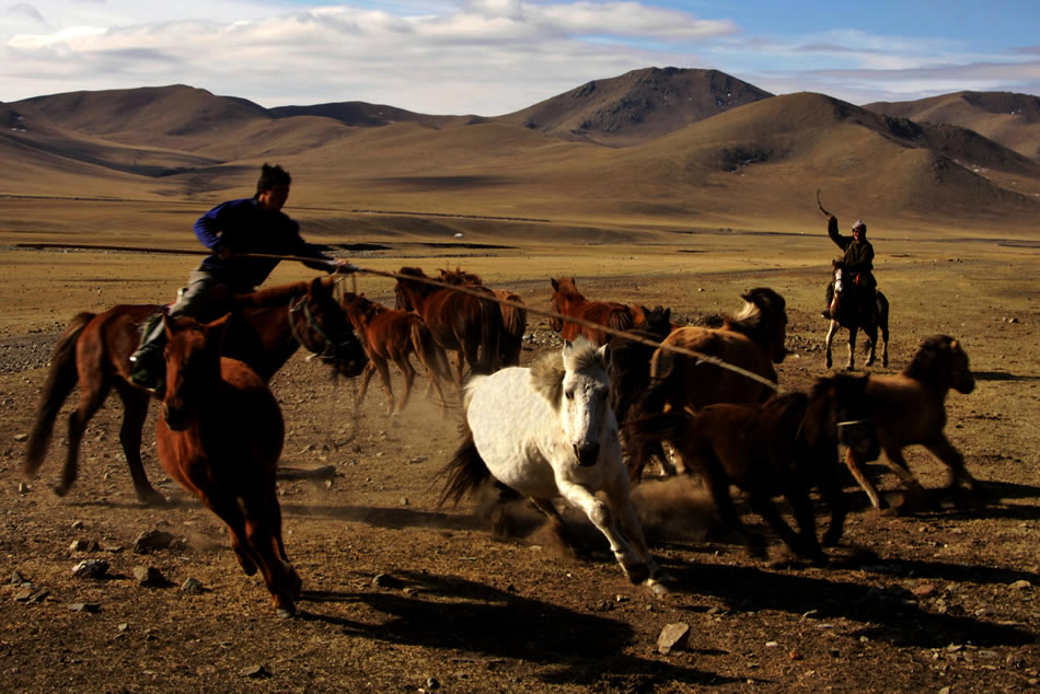 Mongolie les chevaux